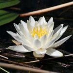 Water Lily in the wild